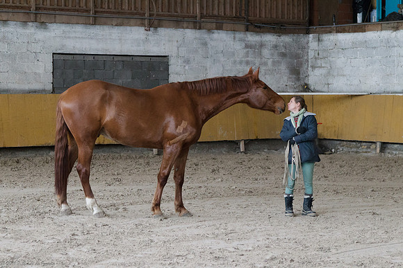 Travail avec le cheval en liberté