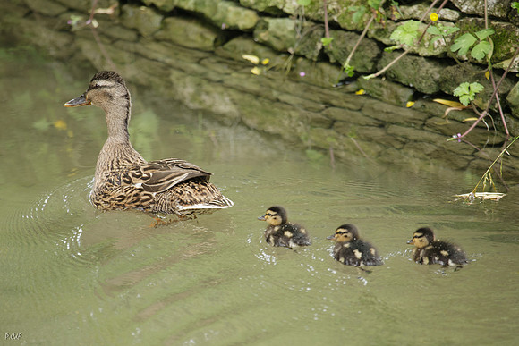 Canne Colvert
