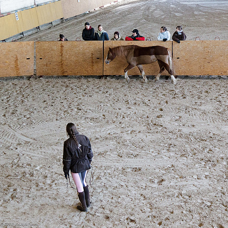 Travail avec le cheval en liberté