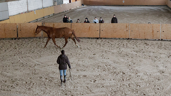 Travail avec le cheval en liberté
