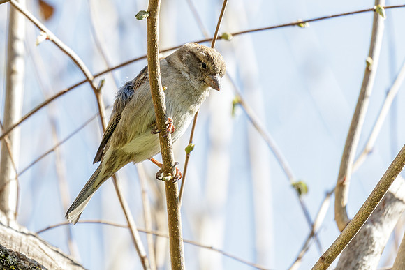 Moineau domestique