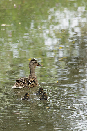 Canne Colvert