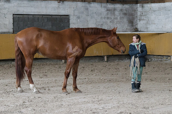 Travail avec le cheval en liberté
