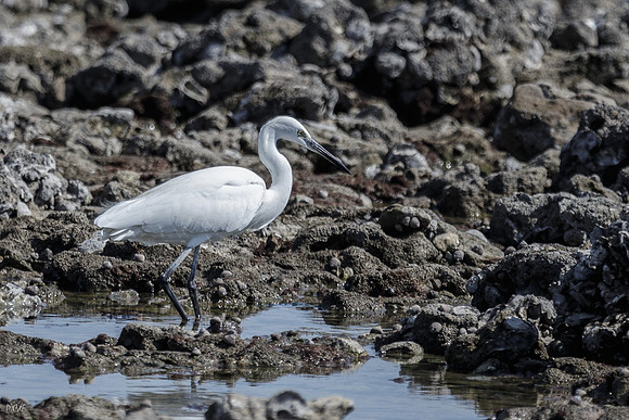 Aigrette garzette