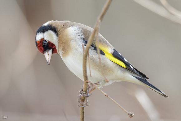 Chardonneret élégant