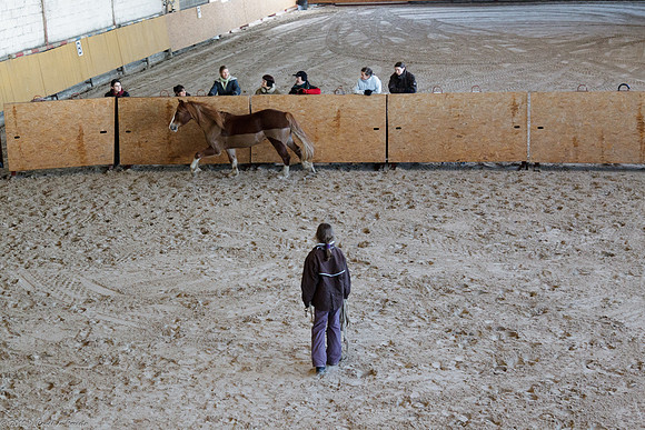 Travail avec le cheval en liberté