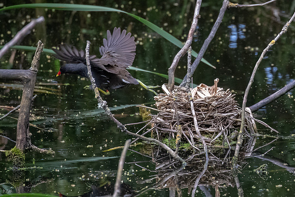 Poule d'eau au nid