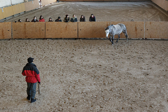 Travail avec le cheval en liberté