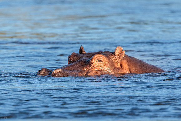 Hippopotame amphibie