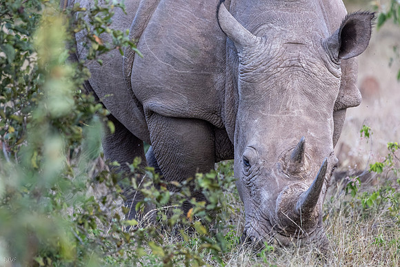 Rhinocéros blanc