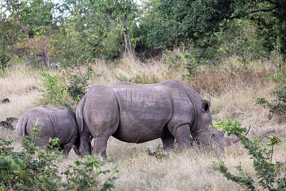 Rhinocéros blanc