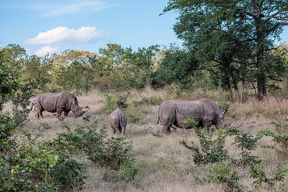 Rhinocéros blanc