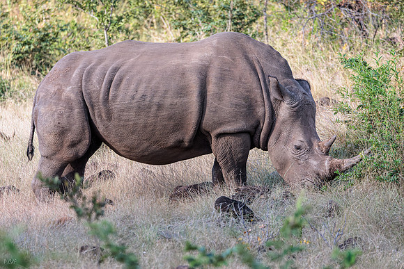 Rhinocéros blanc