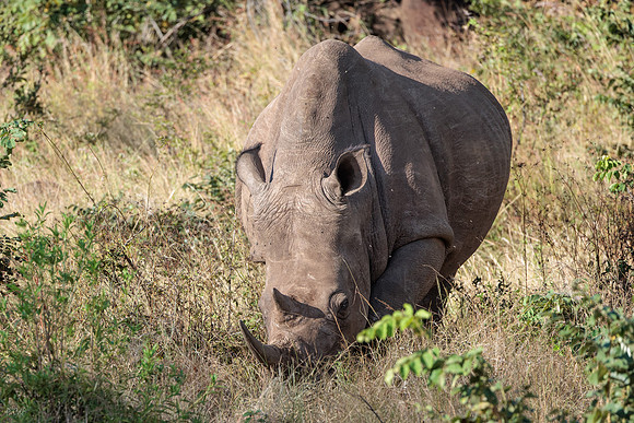 Rhinocéros blanc