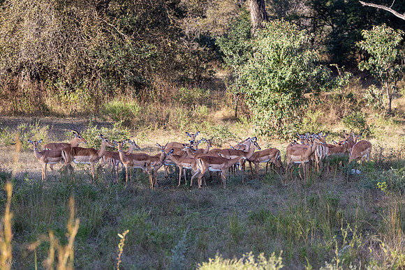 Impala