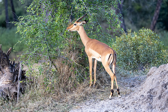 Impala