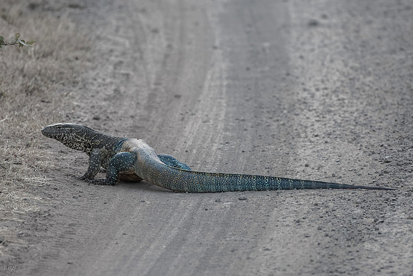 Varan des steppes d'Afrique orientale