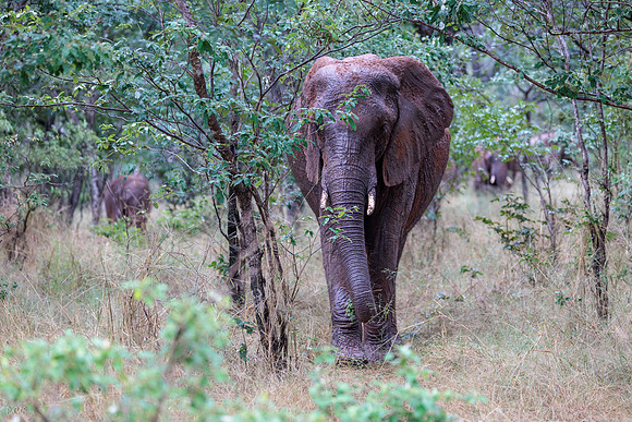 Eléphant de savane d'Afrique