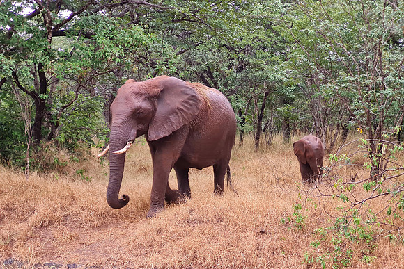 Eléphant de savane d'Afrique