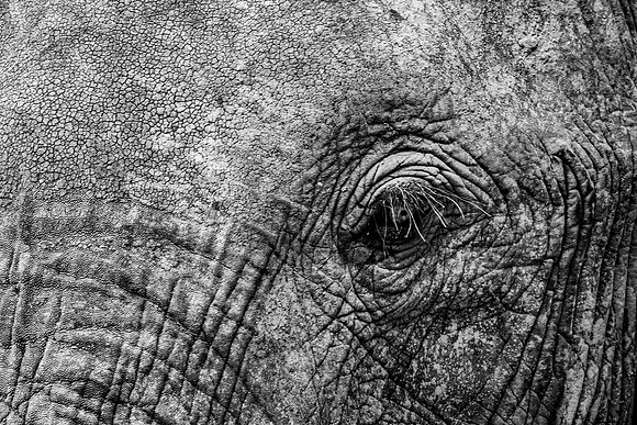 Eléphant de savane d'Afrique