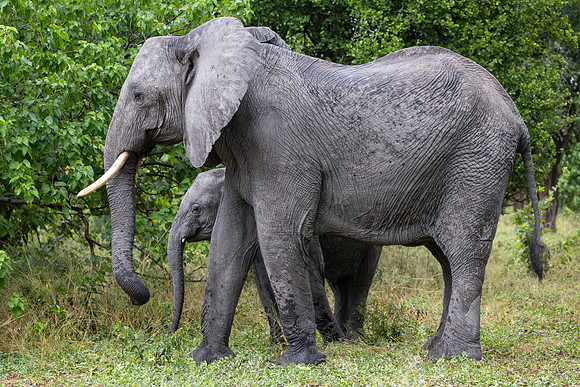 Eléphant de savane d'Afrique
