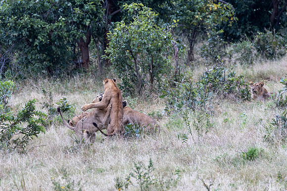 Lion