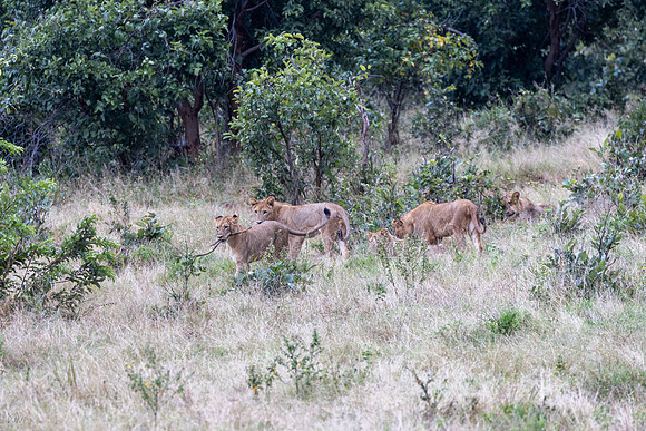 Lion