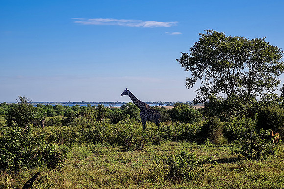 Girafe