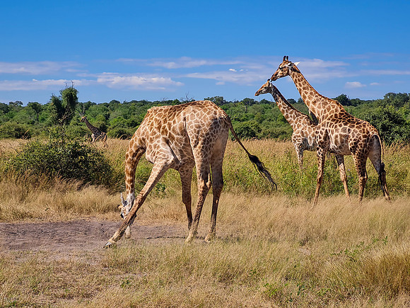 Girafe