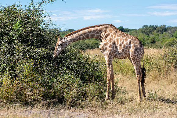 Girafe