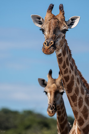 Girafe