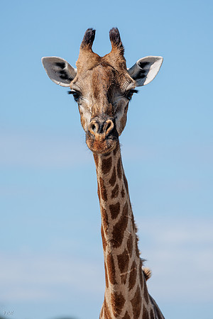 Girafe