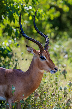 Impala
