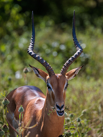 Impala