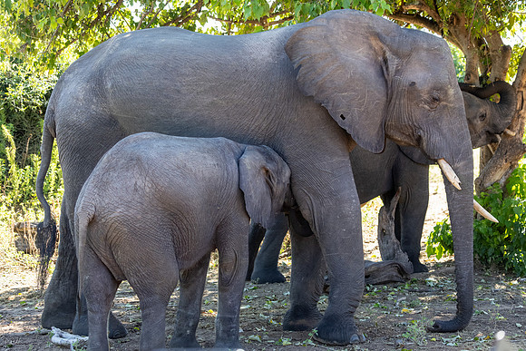 Eléphant de savane d'Afrique