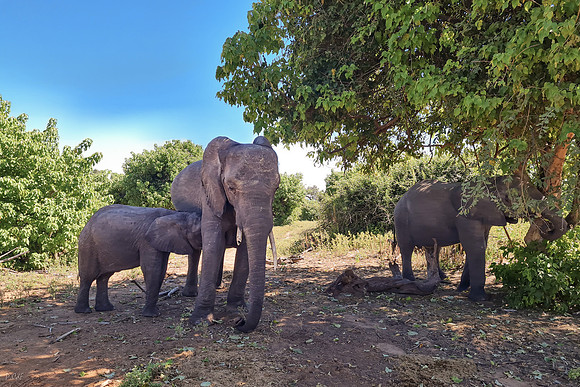 Eléphant de savane d'Afrique