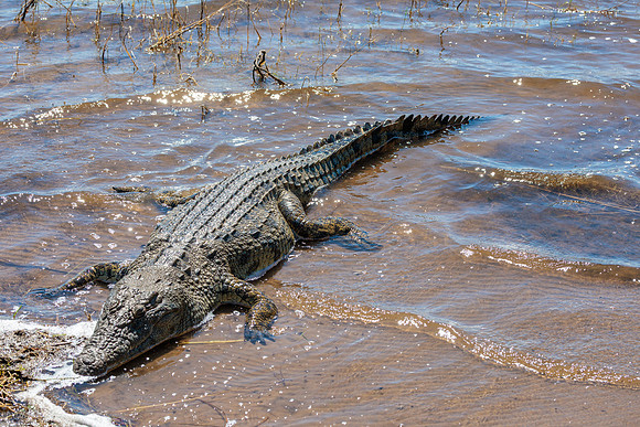 Crocodile