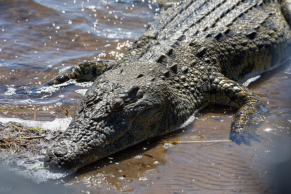 Crocodile