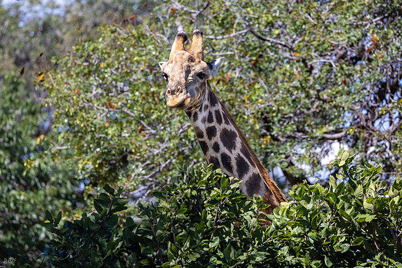Girafe