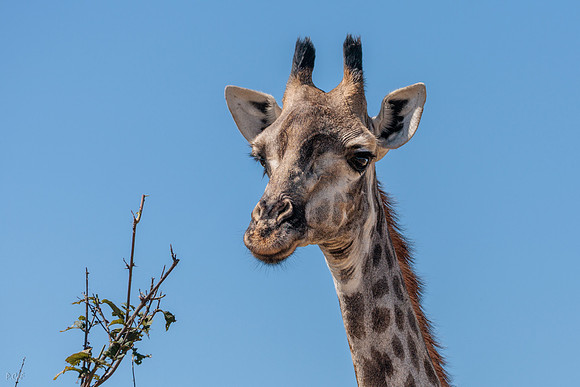 Girafe