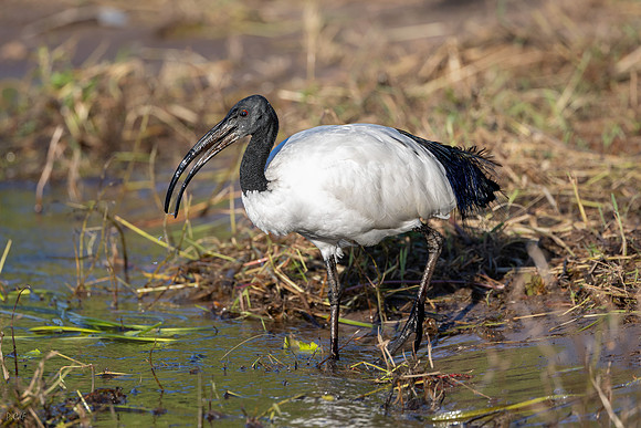 Ibis sacré