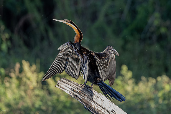 Anhinga d’Afrique