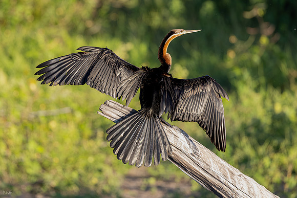 Anhinga d’Afrique