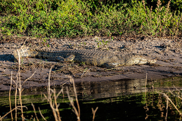 Crocodile