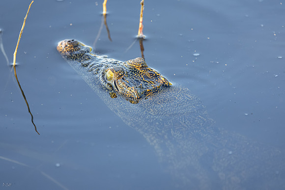 Crocodile