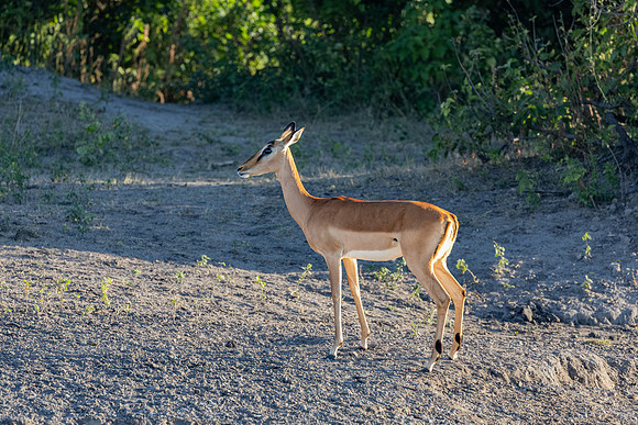 Impala