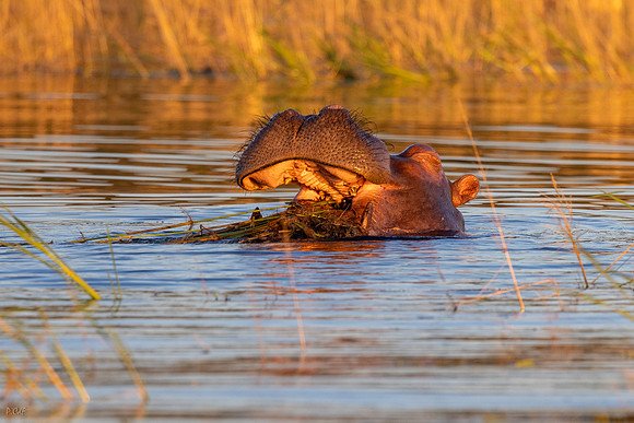 Hippopotame amphibie