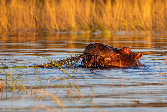 Hippopotame amphibie