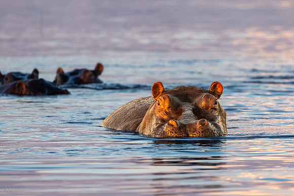 Hippopotame amphibie