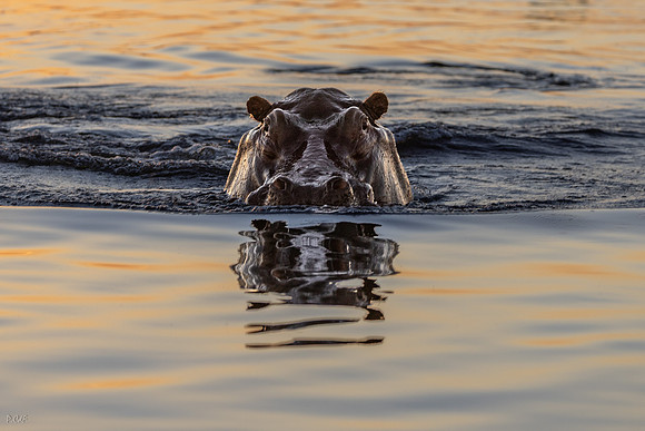 Hippopotame amphibie